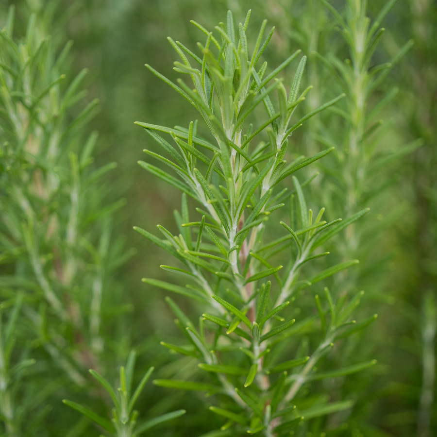 Rosemary (Rosmarinus officinalis)