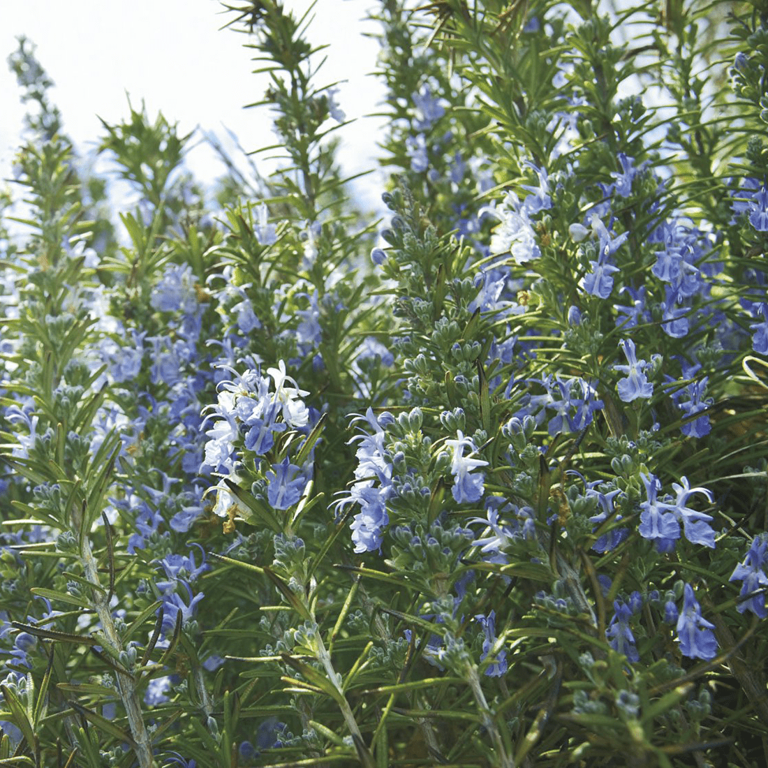 Monticello Shop Rosemary Seeds