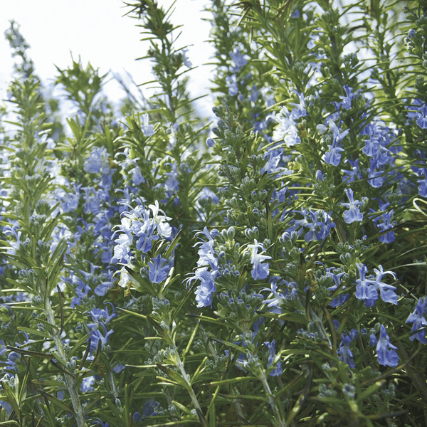 rosemary-seeds-rosmarinus-