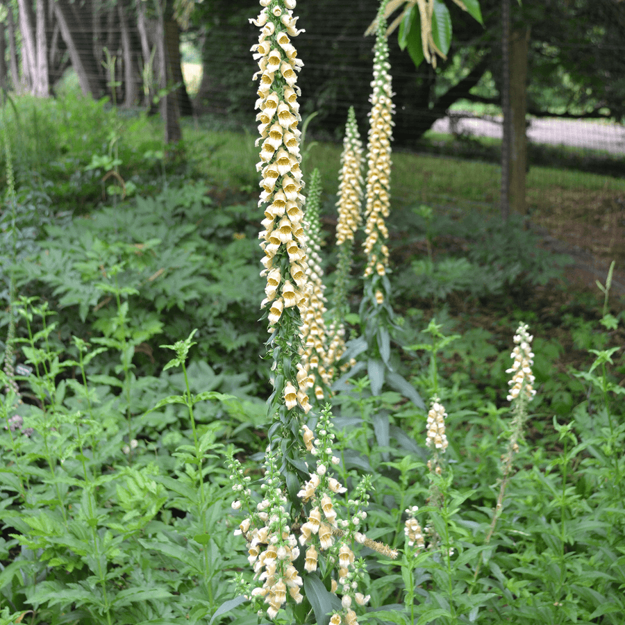 Rusty Foxglove (Digitalis ferruginea) - Monticello Shop