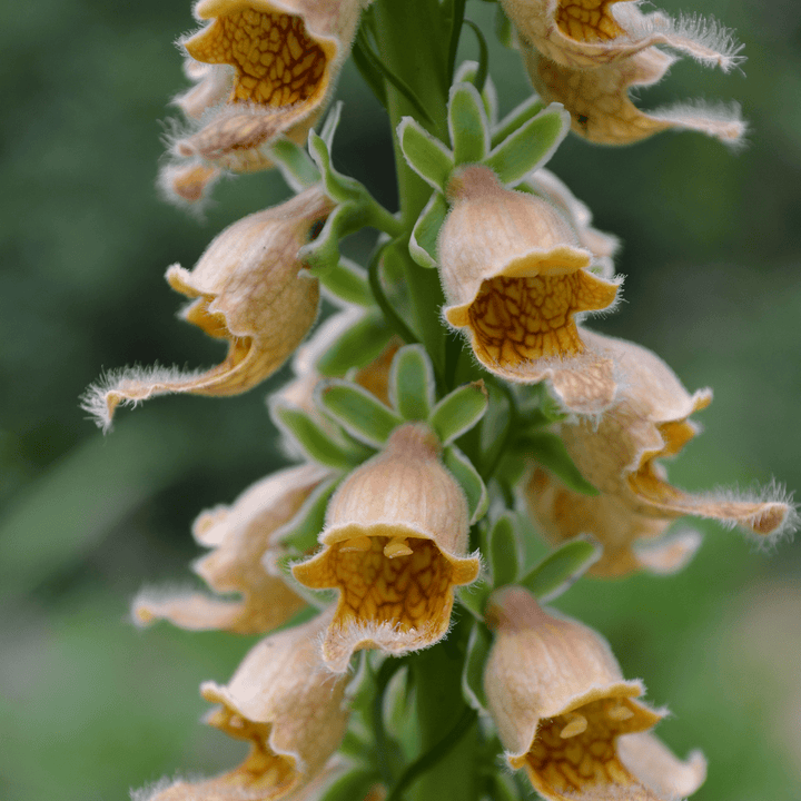 Rusty Foxglove (Digitalis ferruginea) - Monticello Shop