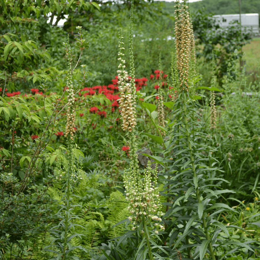Rusty Foxglove (Digitalis ferruginea) - Monticello Shop