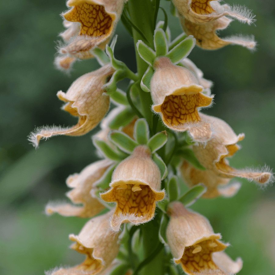 foxglove seeds planting Rusty Foxglove Seeds (Digitalis ferruginea)