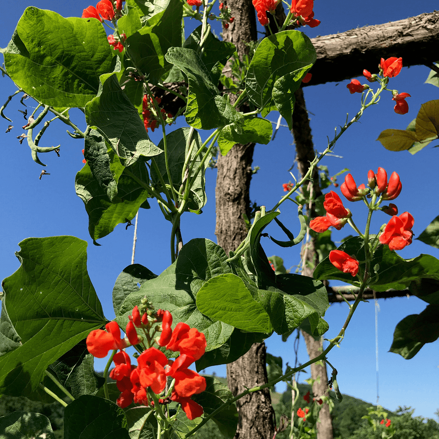 planting scarlet runner bean seeds Scarlet Runner Bean Seeds (Phaseolus coccineus)