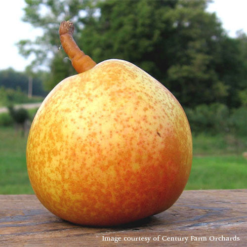 Bare Root Seckel Pear (Pyrus communis cv.)