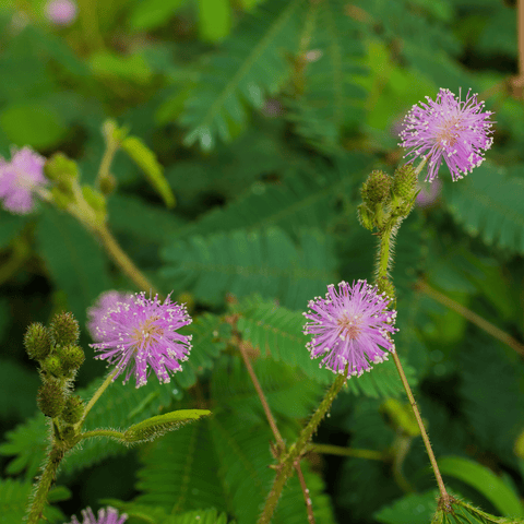 sensitive plant from seed Sensitive Plant Seeds (Mimosa pudica)