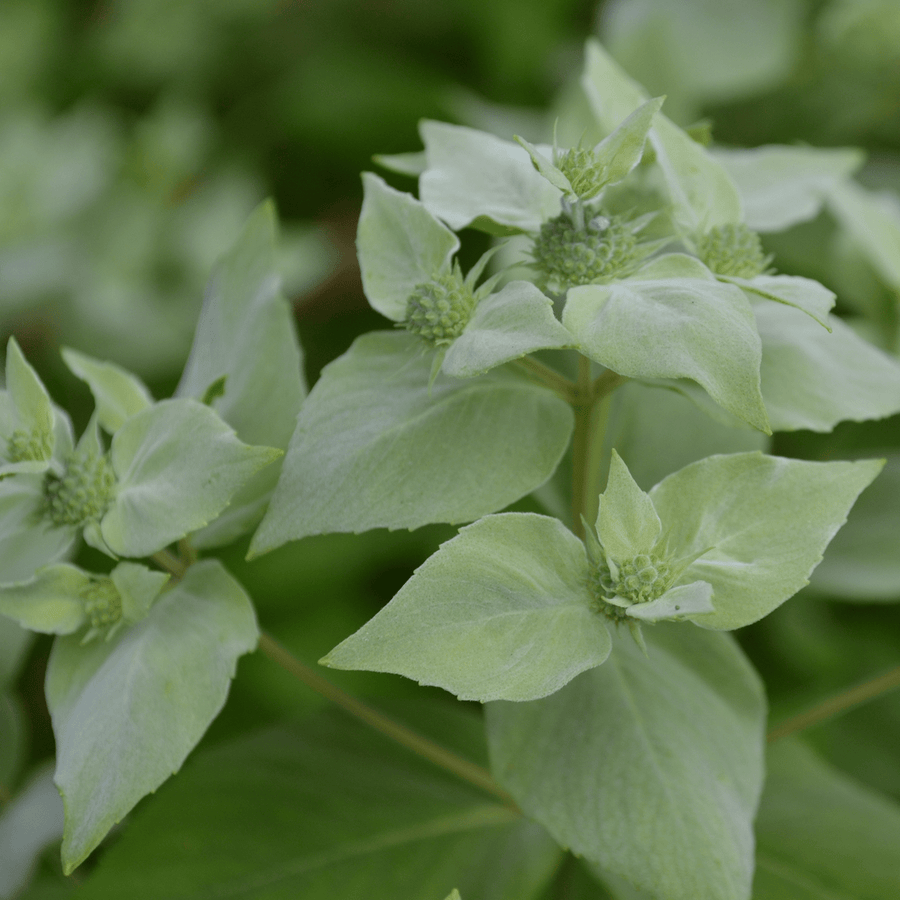 Short - Toothed Mountain Mint (Pycnanthemum muticum) - Monticello Shop