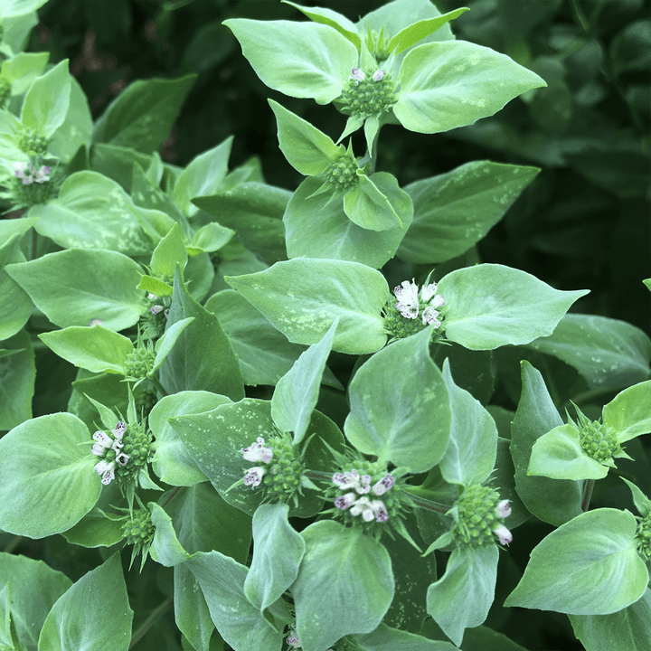 Short - Toothed Mountain Mint (Pycnanthemum muticum) - Monticello Shop