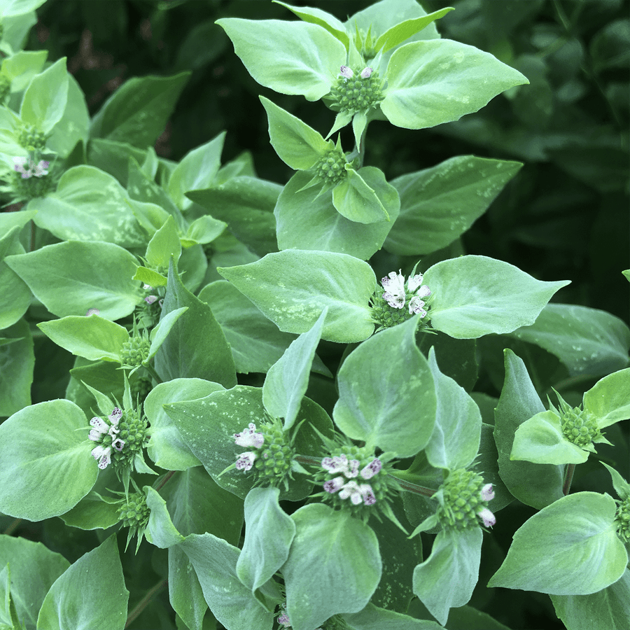 Short - Toothed Mountain Mint (Pycnanthemum muticum) - Monticello Shop