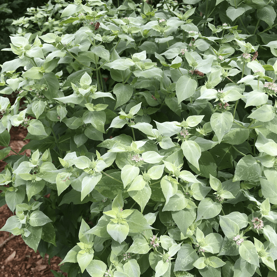 Short - Toothed Mountain Mint (Pycnanthemum muticum) - Monticello Shop