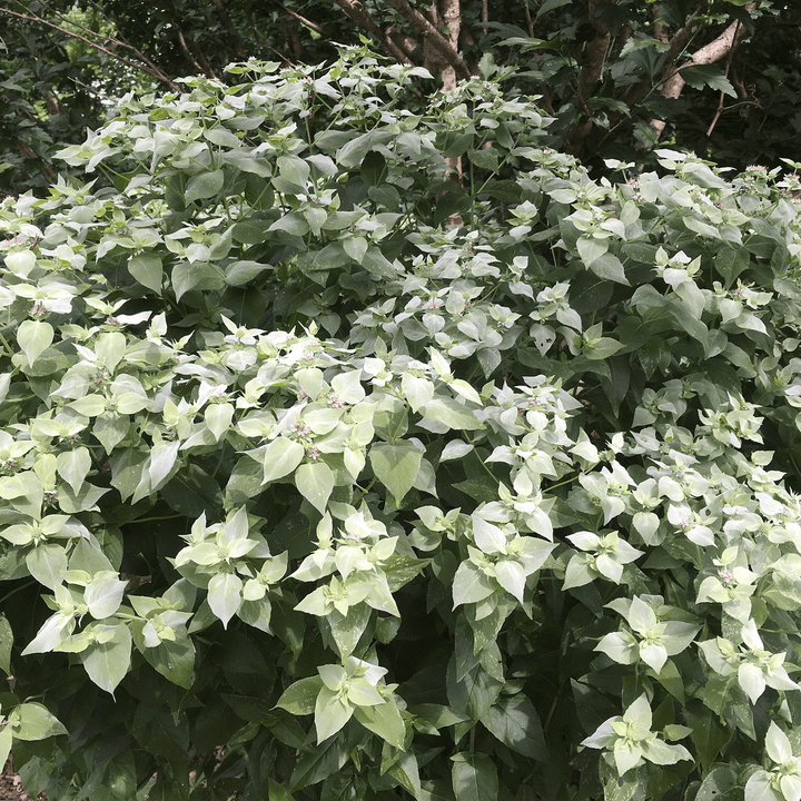 Short - Toothed Mountain Mint (Pycnanthemum muticum) - Monticello Shop