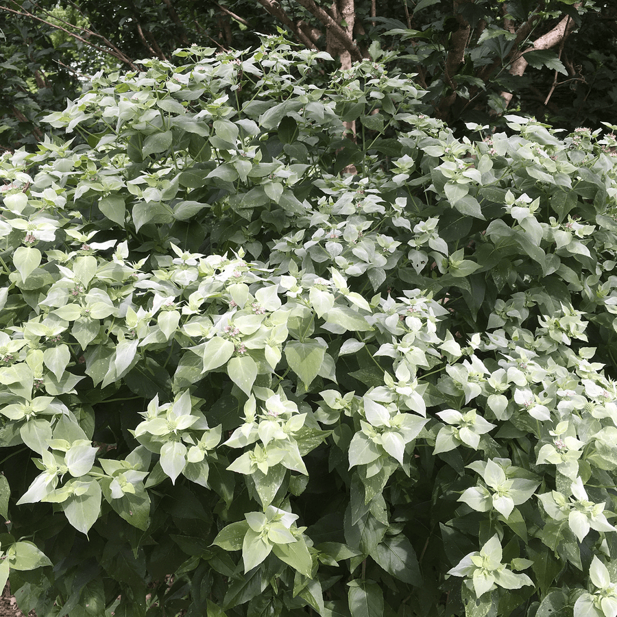 Short - Toothed Mountain Mint (Pycnanthemum muticum) - Monticello Shop