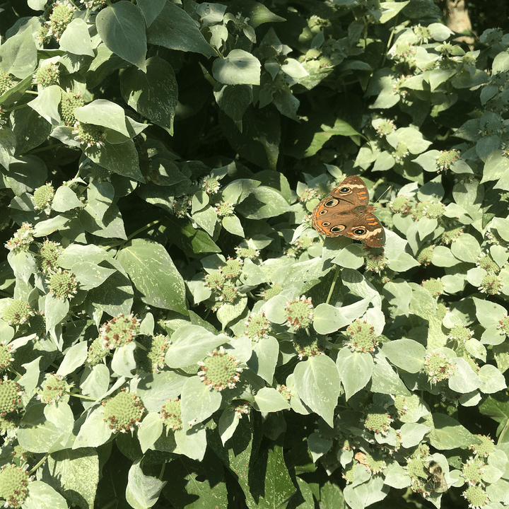 Short - Toothed Mountain Mint (Pycnanthemum muticum) - Monticello Shop