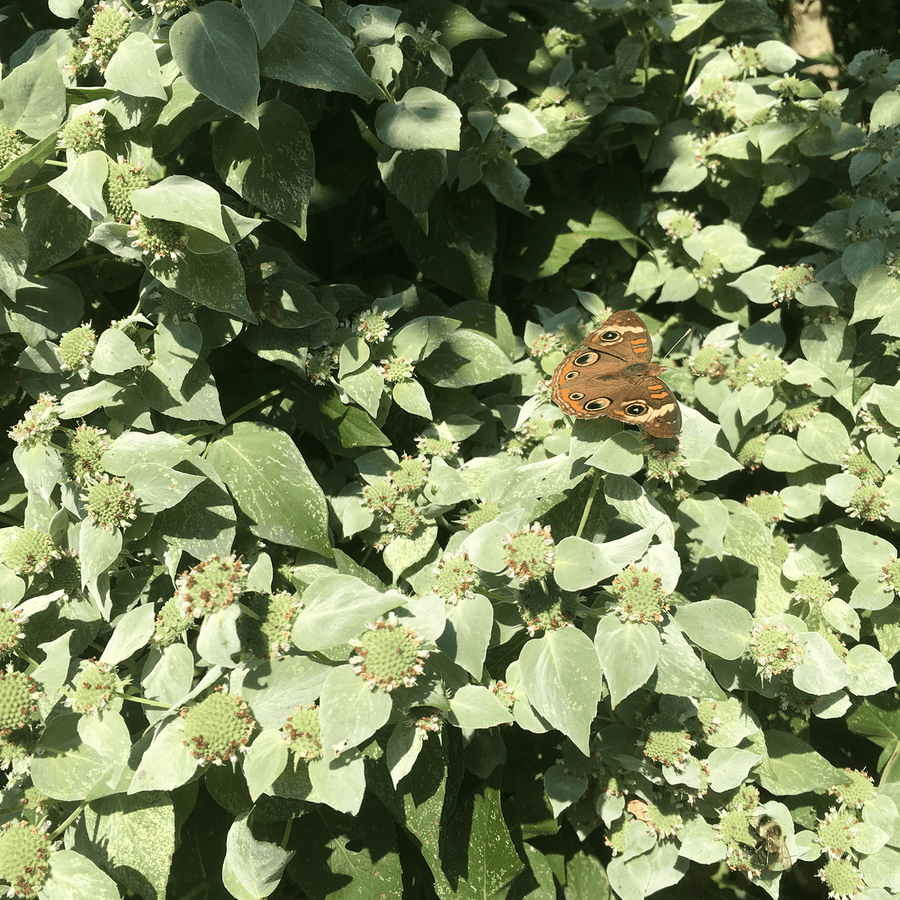 Short - Toothed Mountain Mint (Pycnanthemum muticum) - Monticello Shop