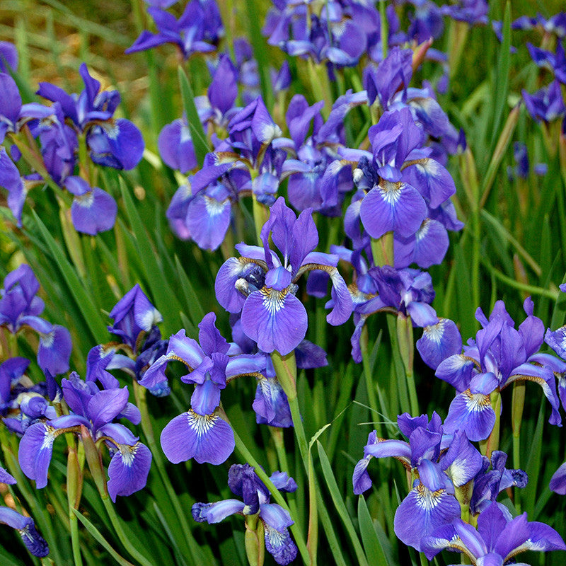 Siberian Iris (Iris sibirica)