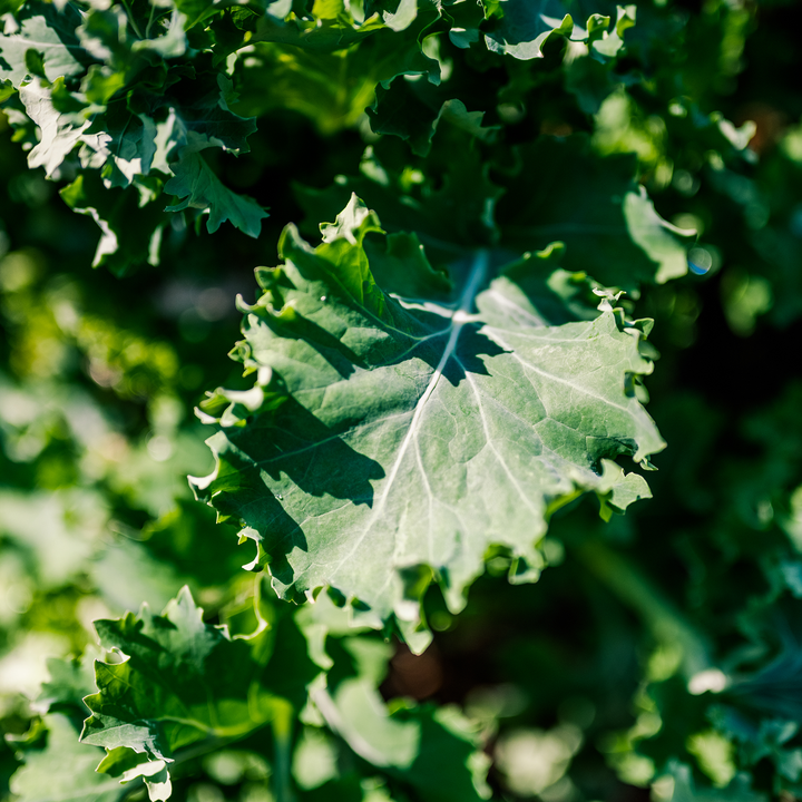 Early Curled Siberian Kale Seeds (Brassica napus var. pabularia cv.)