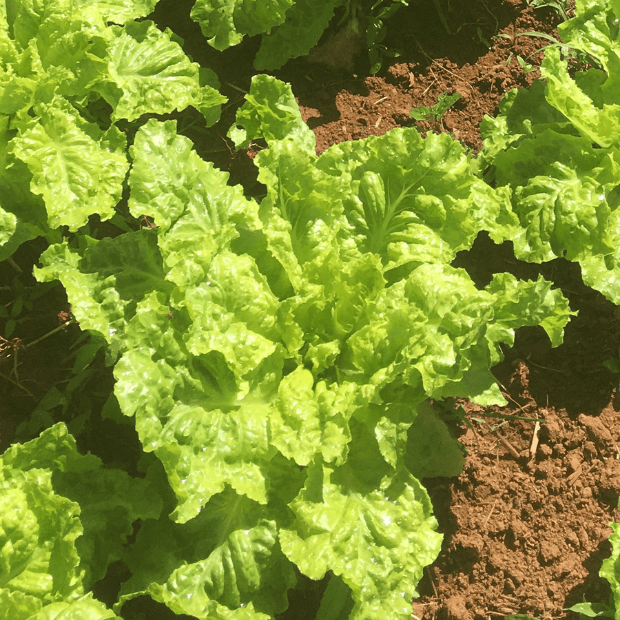lettuce seeds or plants Silesia Lettuce Seeds (Lactuca sativa cv.) – Monticello Shop