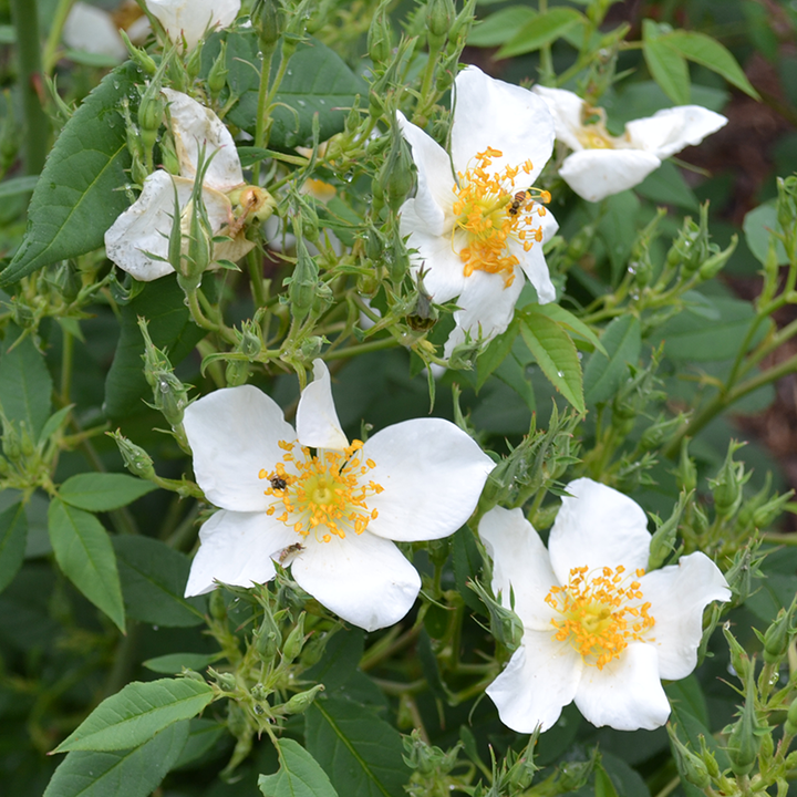 Single Musk Rose (Rosa moschata)