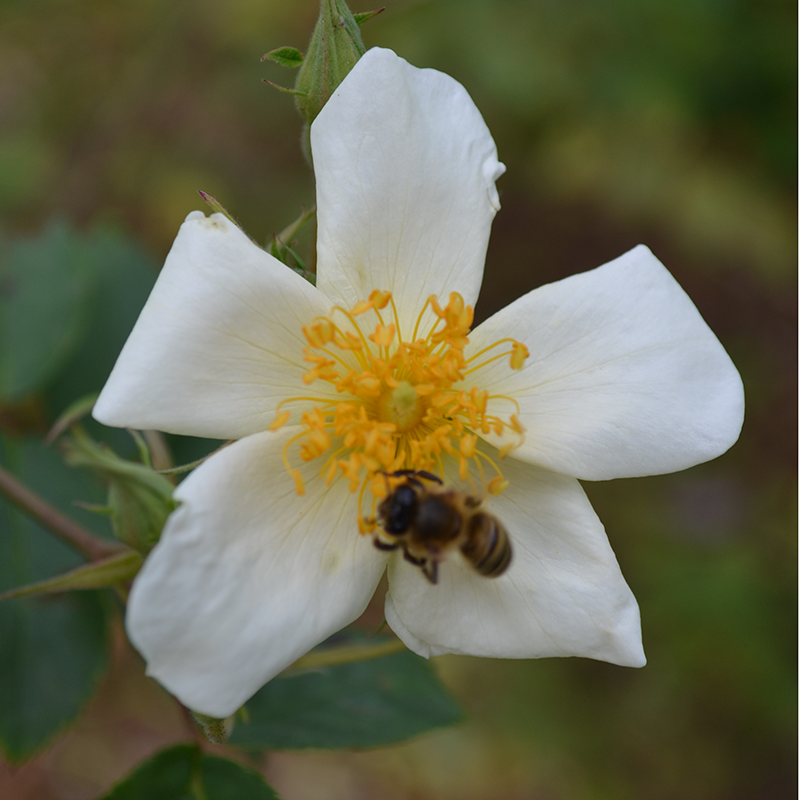 Single Musk Rose (Rosa moschata)