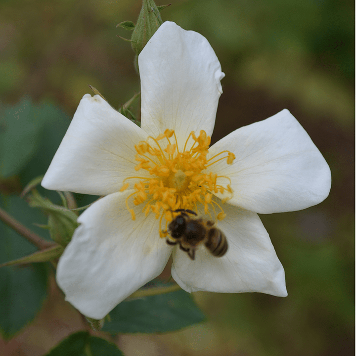 Single Musk Rose (Rosa moschata) - Monticello Shop