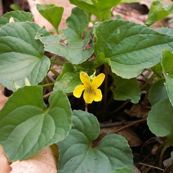 Smooth Yellow Violet (Viola pensylvanica) - Monticello Shop