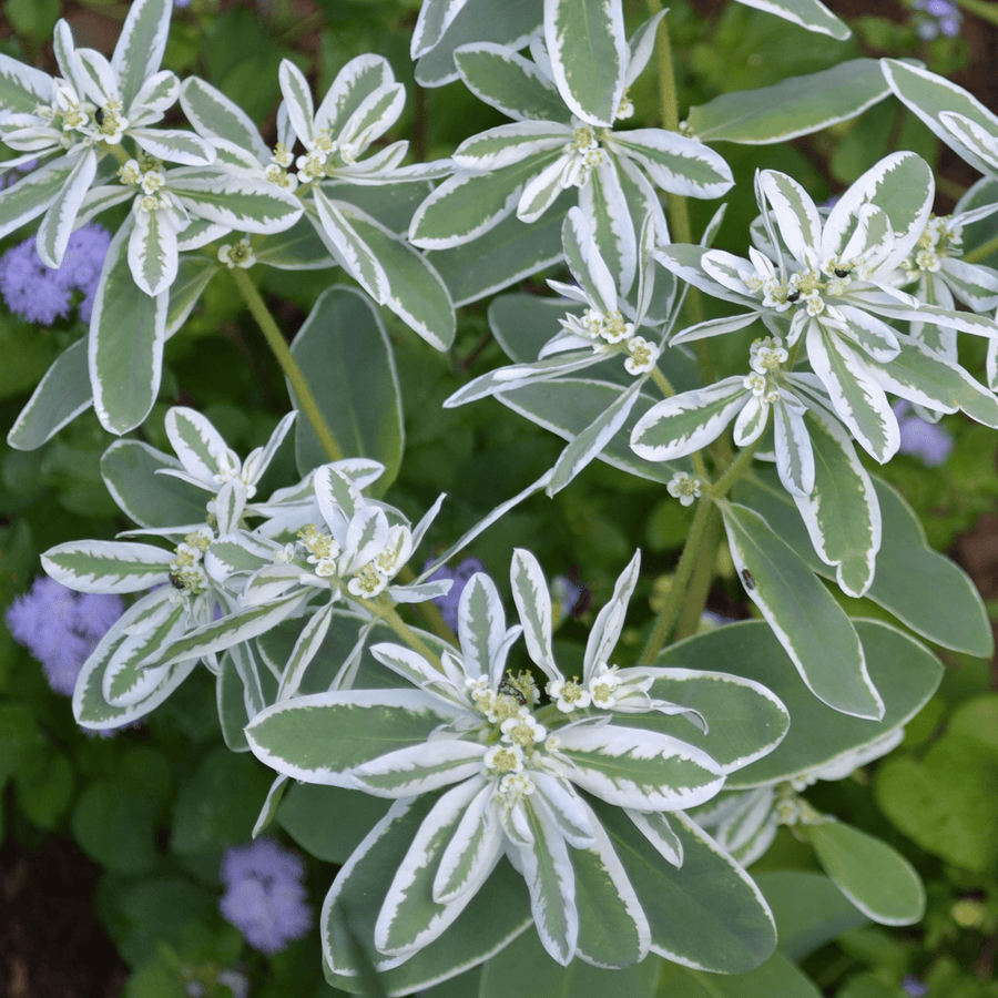 mountain flower seeds Snow-on-the-Mountain Seeds (Euphorbia marginata)