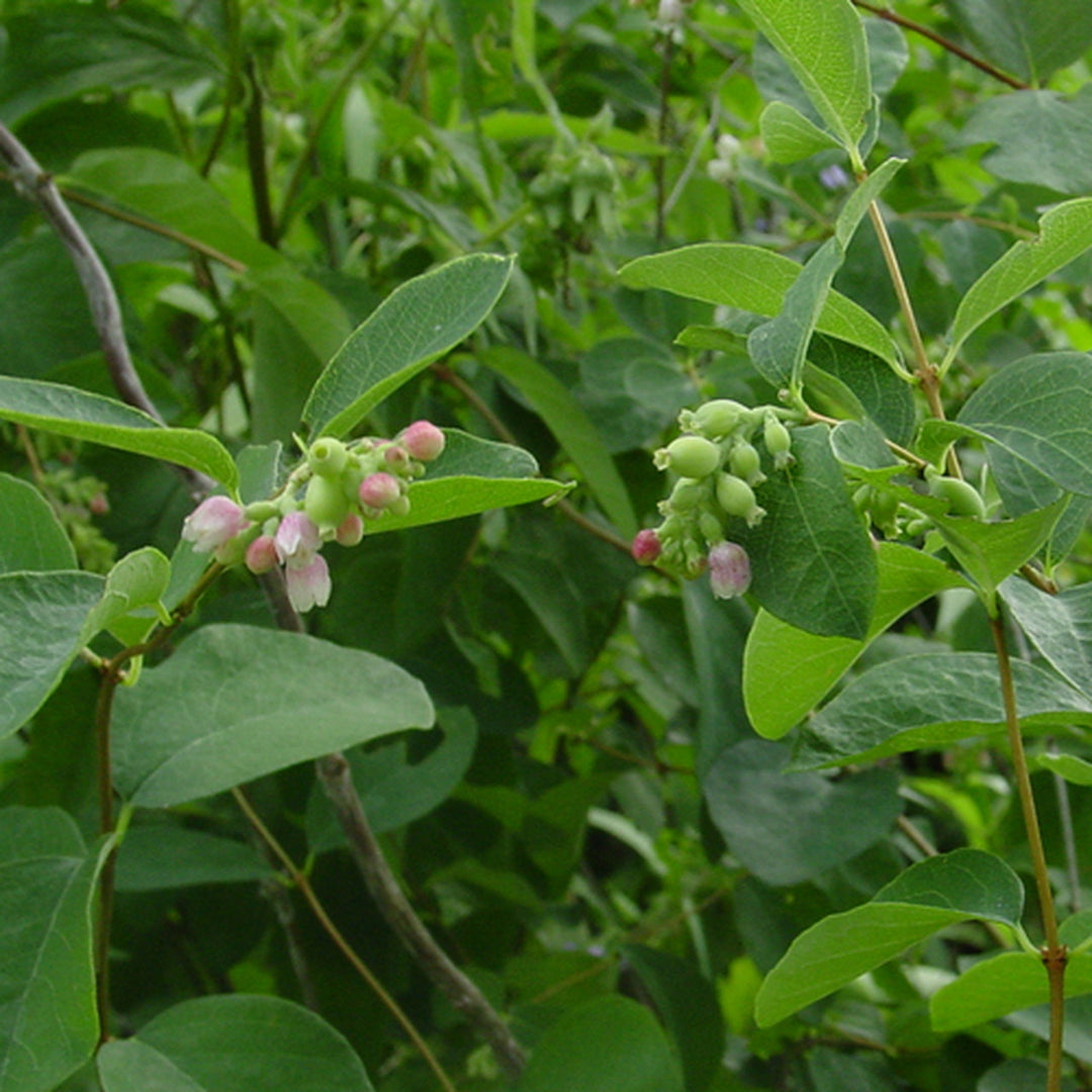 Bare Root Snowberry (Symphoricarpos albus)