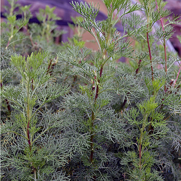 Southernwood (Artemisia abrotanum)