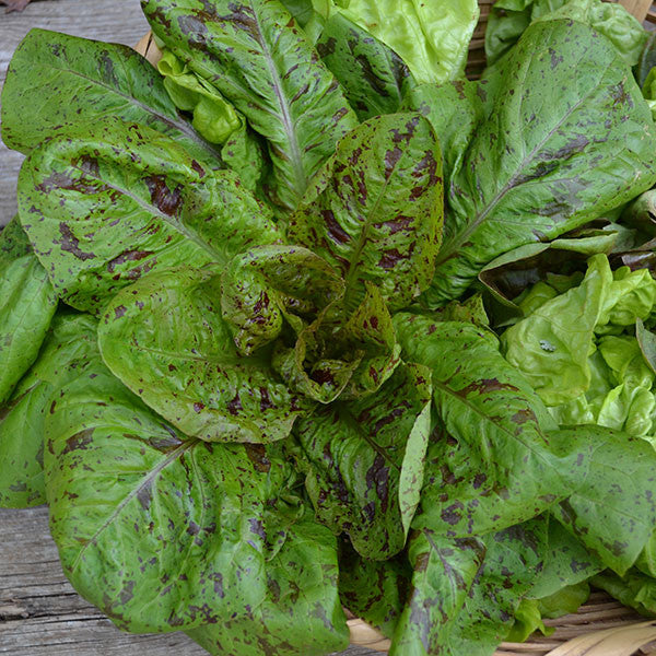 Spotted Aleppo Lettuce Seeds (Lactuca sativa cv.)