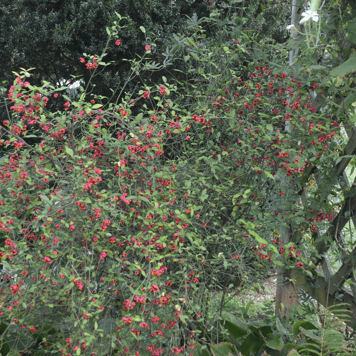 Strawberry Bush (Euonymus americanus) - Monticello Shop
