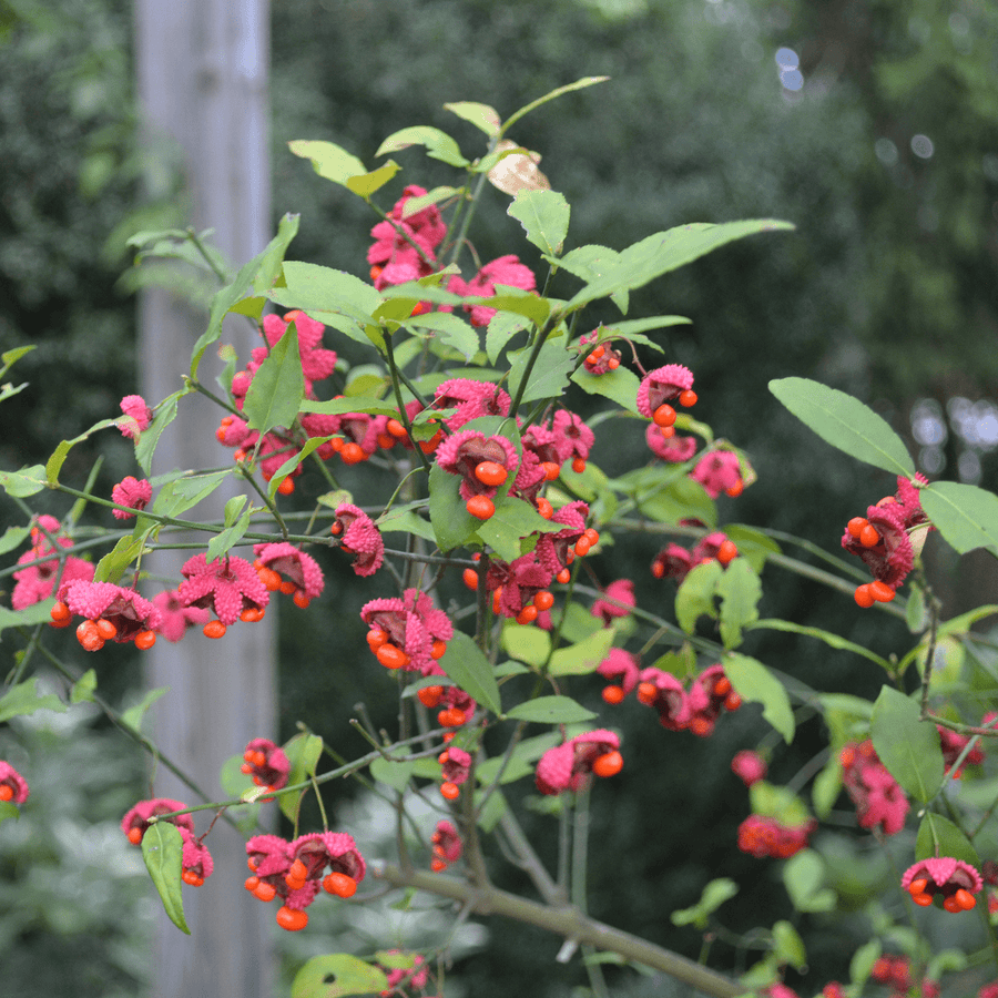 Strawberry Bush (Euonymus americanus) - Monticello Shop