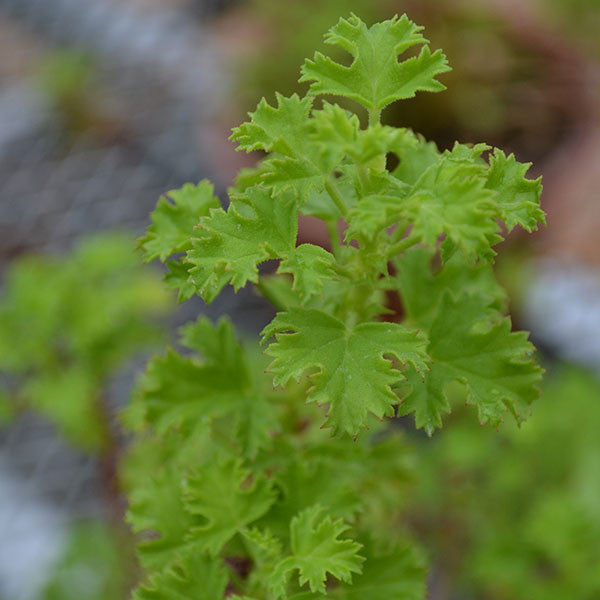 Strawberry-scented Geranium (Pelargonium x scarboroviae)