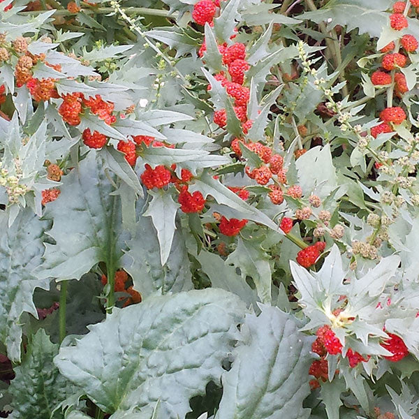 Strawberry Spinach Seeds (Chenopodium capitatum)