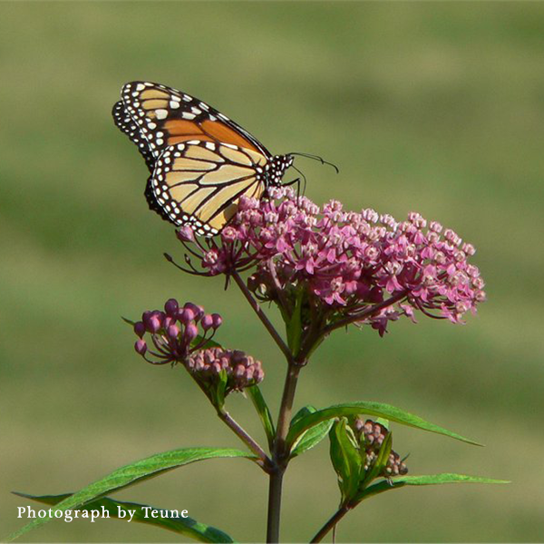 Swamp Milkweed (Asclepias incarnata)