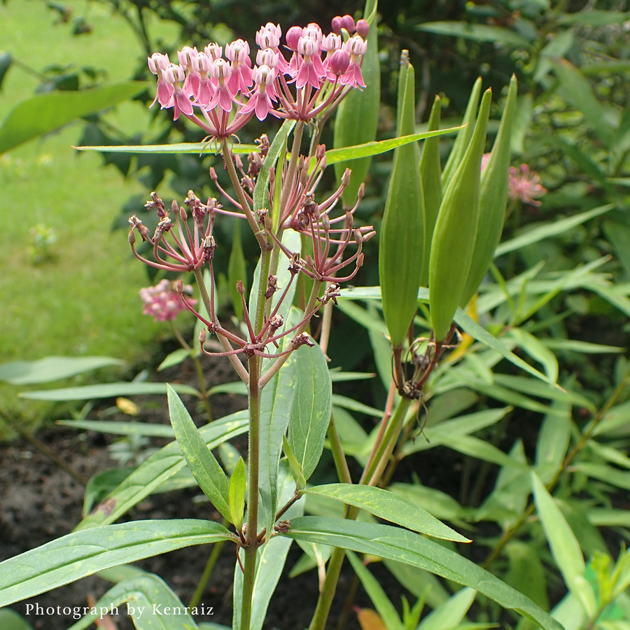 Swamp Milkweed (Asclepias incarnata)