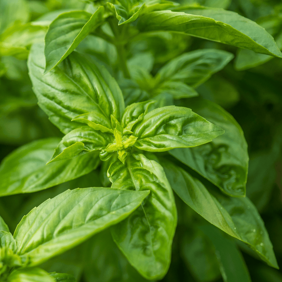 plant sweet basil seeds Sweet Basil Seeds (Ocimum basilicum)