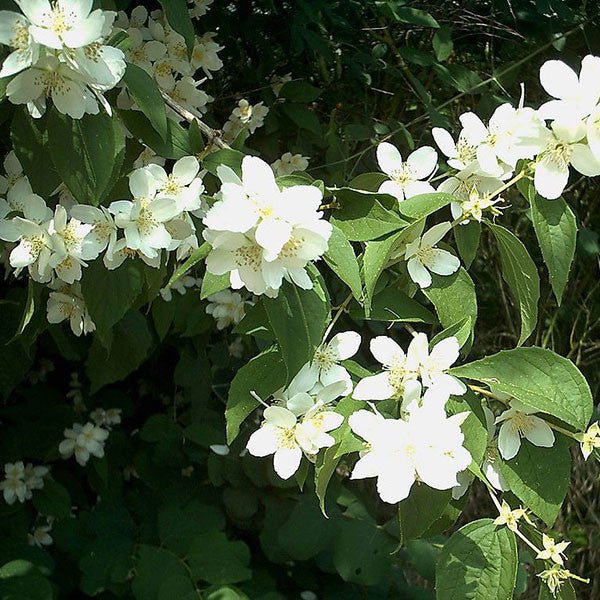 Sweet Mockorange (Philadelphus coronarius) - Monticello Shop