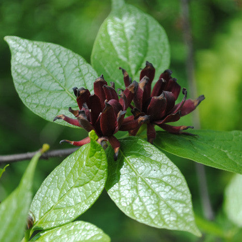 Sweetshrub (Calycanthus floridus)