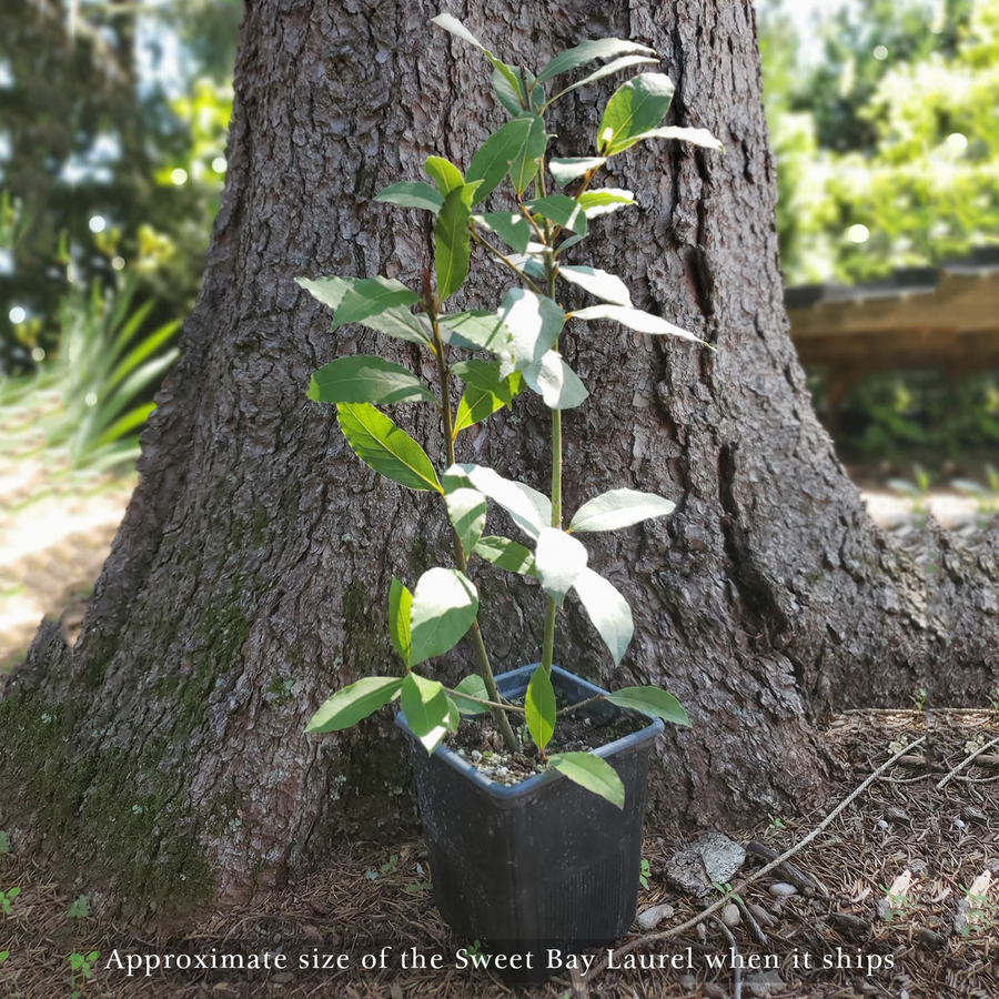 Sweet Bay Laurel (Laurus nobilis)