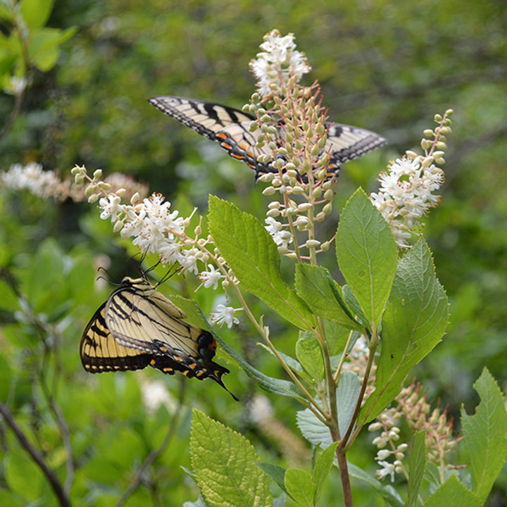 Bare Root Sweetpepper Bush; Summersweet (Clethra alnifolia)