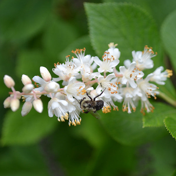 Sweetpepper Bush; Summersweet (Clethra alnifolia)
