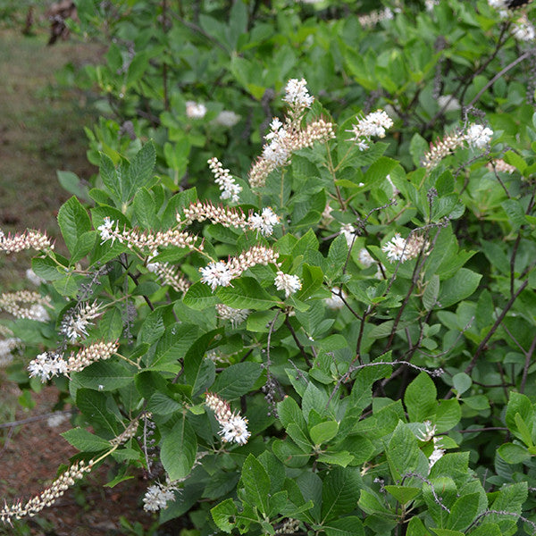 Sweetpepper Bush; Summersweet (Clethra alnifolia)