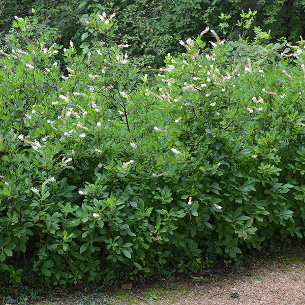 Sweetpepper Bush; Summersweet (Clethra alnifolia)