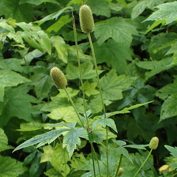 Tall Thimbleweed (Anemone virginiana) - Monticello Shop
