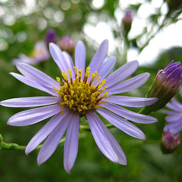 Tatarian Aster (Aster tataricus)