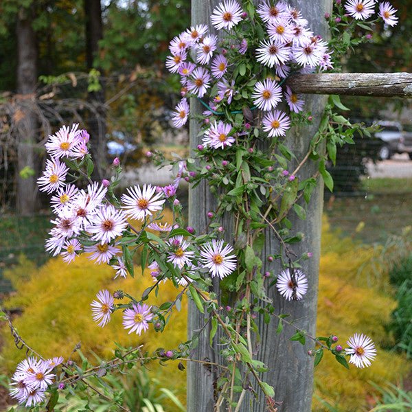 Tatarian Aster - Thumbnail 2