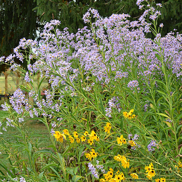 Tatarian Aster (Aster tataricus)