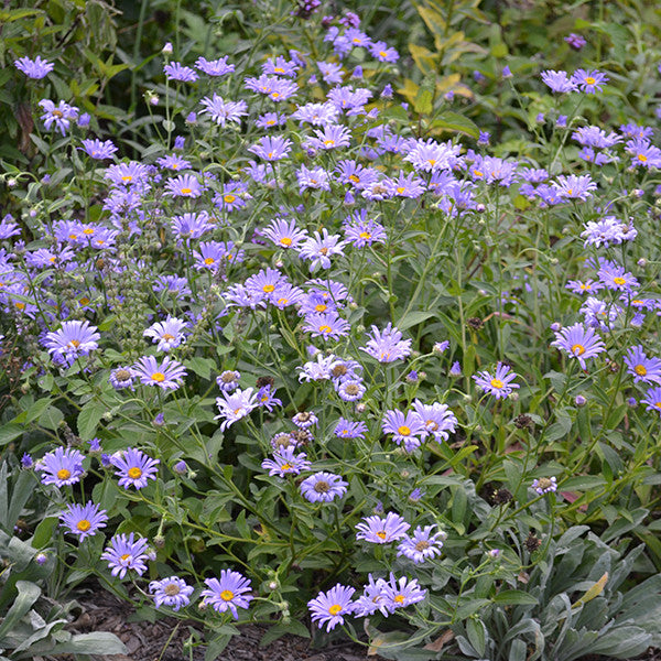 Tatarian Aster (Aster tataricus)