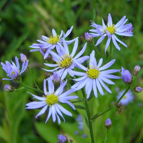 Tatarian Aster