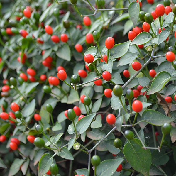 Texas Bird Pepper Seeds (Capsicum annuum glabriusculum)